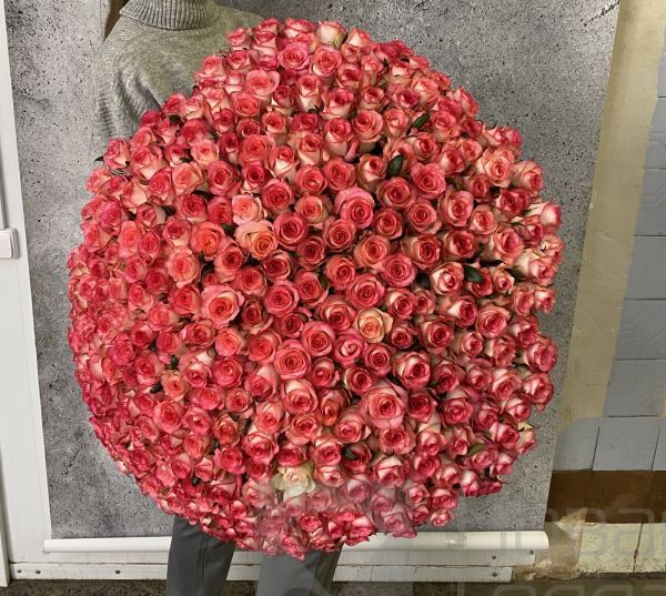 Букет 301 розовая роза 60 см