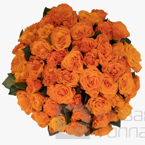 51 оранжевая роза в большой голубой шляпной коробке №592