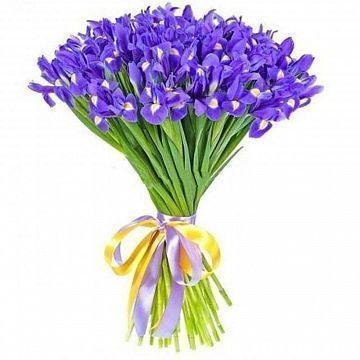 Букет 51 синий ирис