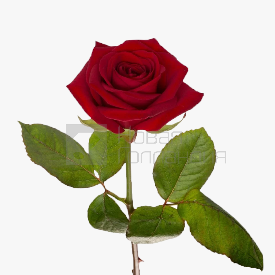 *Красная роза поштучно 50 см
