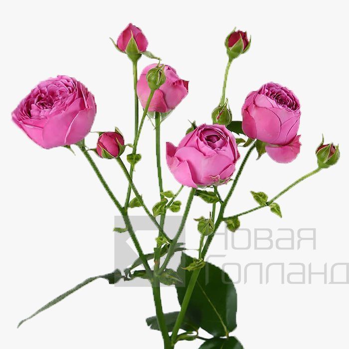 *Розовая кустовая пионовидная роза поштучно