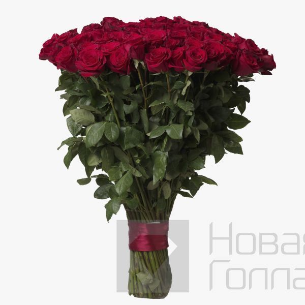 Букет 51 красная роза Премиум Эквадор 60 см.