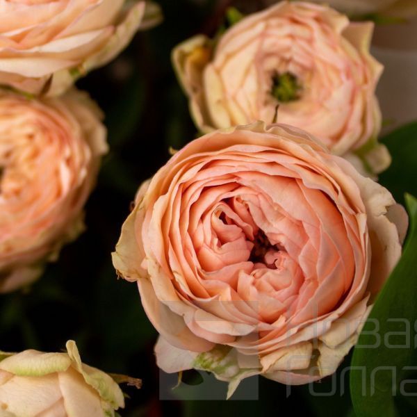 Букет 21 светлая кустовая пионовидная роза 50 см