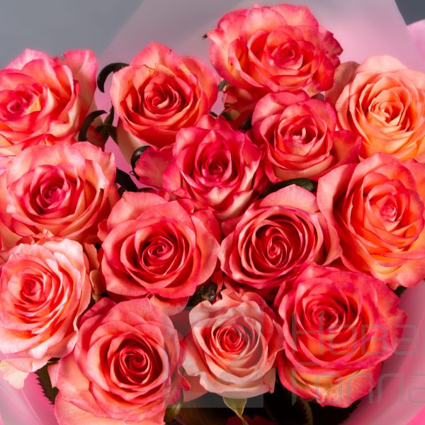 Букет 15 розовых роз с каймой  50см.