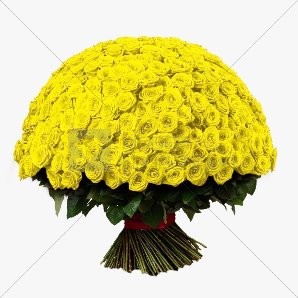 Букет из 301 желтой розы 60 см